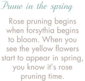 rosepruning
